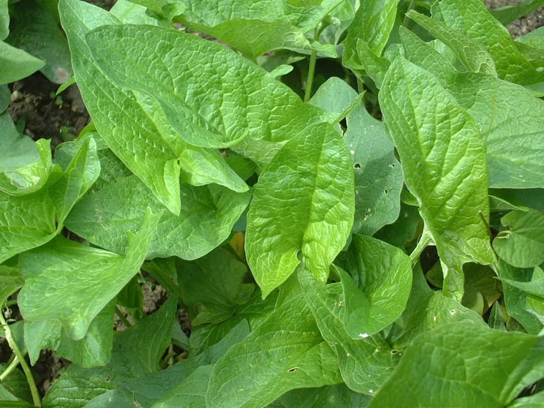 Chenopodium bonus-henricus - Photo 2 sur 6