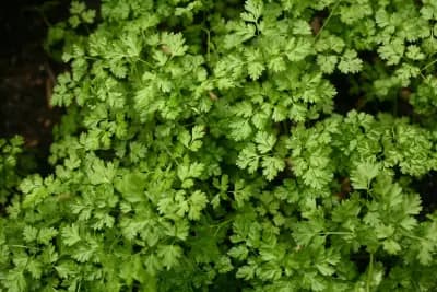 Photo de Cerfeuil (Anthriscus cerefolium), Couvre-sol