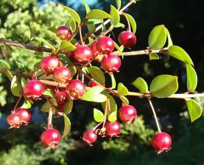 Photo de Goyavier du Chili (Myrtus ugni molinae), Arbuste