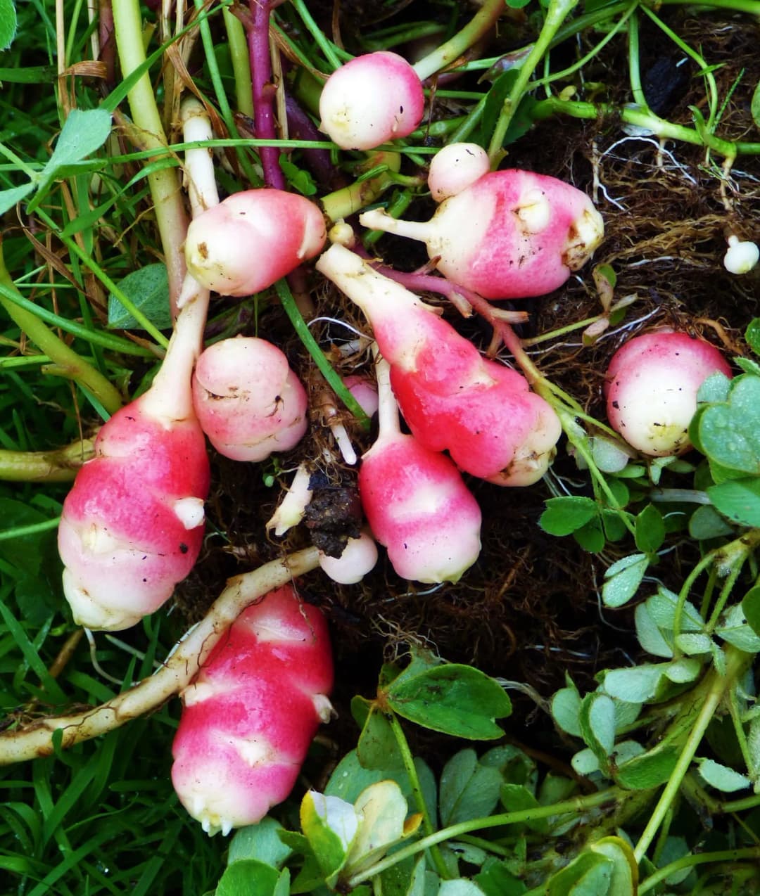 Oxalis tuberosa - Photo 4 sur 7