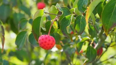 Photo de Cornouiller (Cornus kousa 'Milky Way'), Canopée