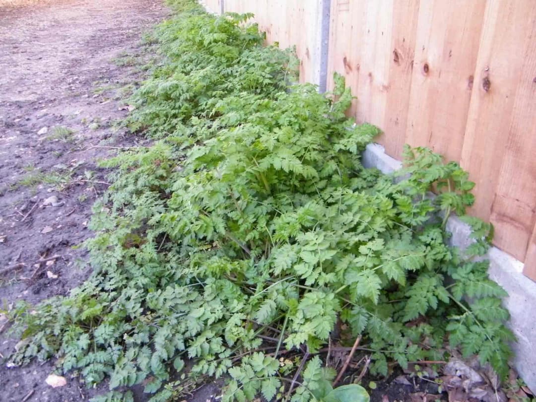 Anthriscus sylvestris - Photo 4 sur 7