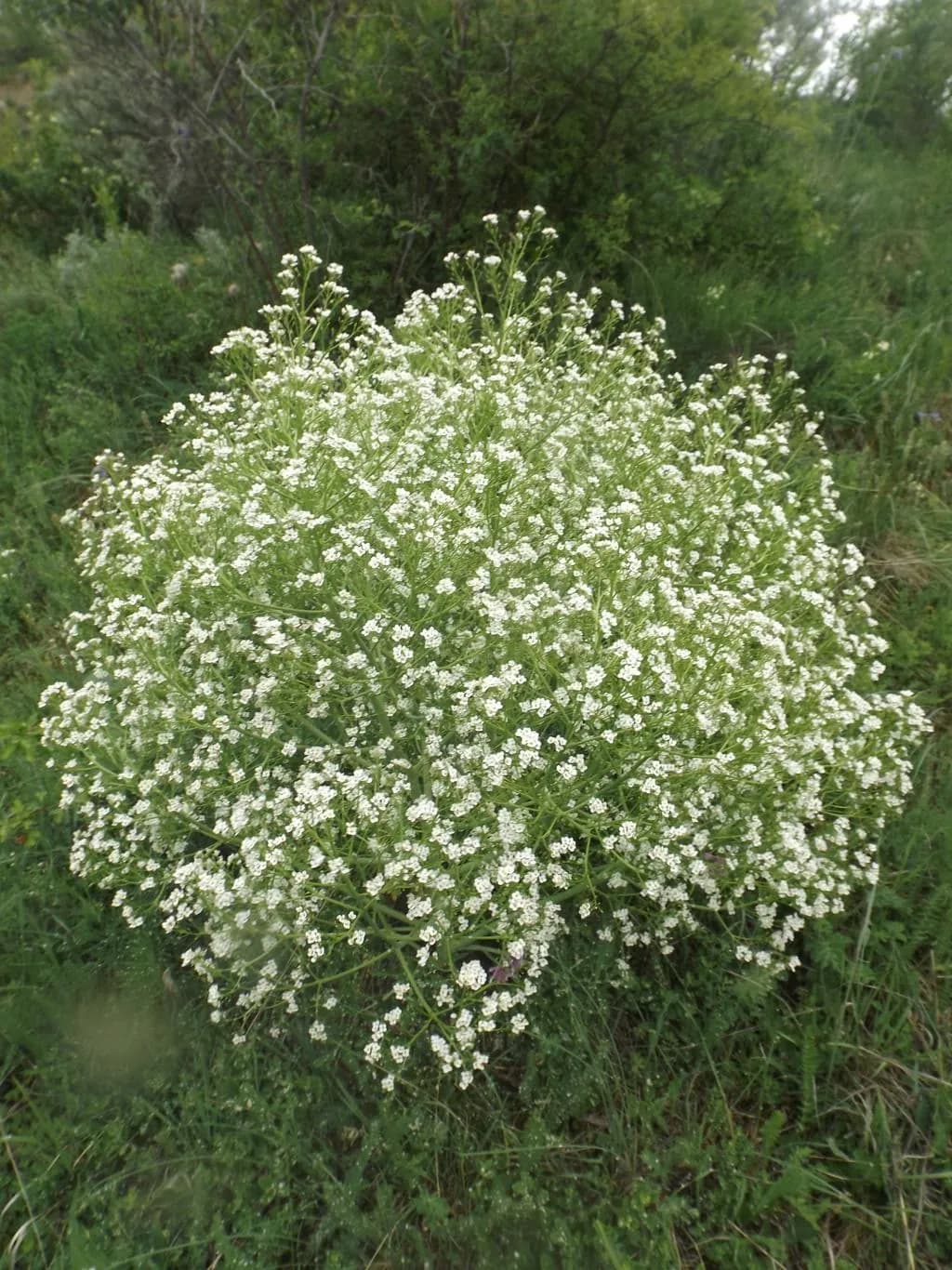 Crambe tatarica - Photo 2 sur 4