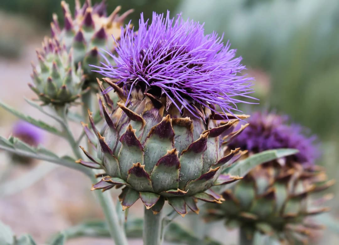 Cynara scolymus - Photo 5 sur 5