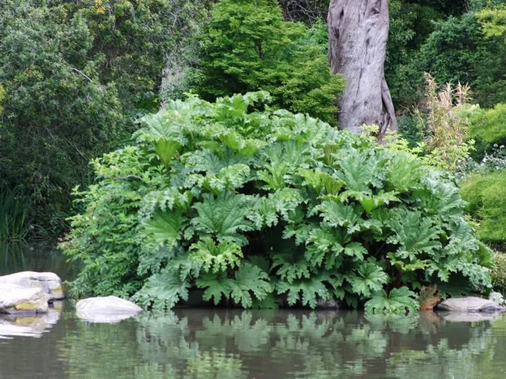 Gunnera tinctoria - Photo 3 sur 5