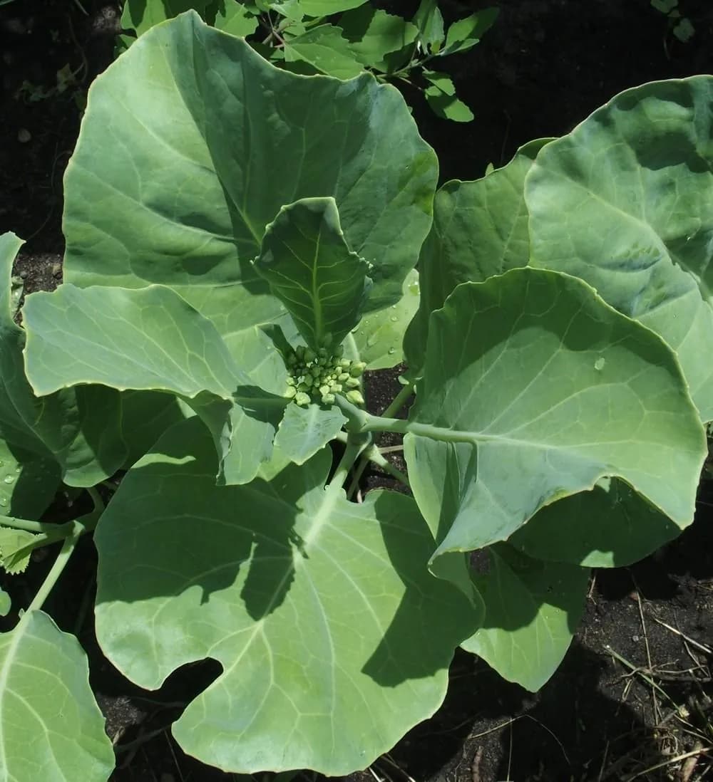 Brassica oleracea alboglabra - Photo 4 sur 4