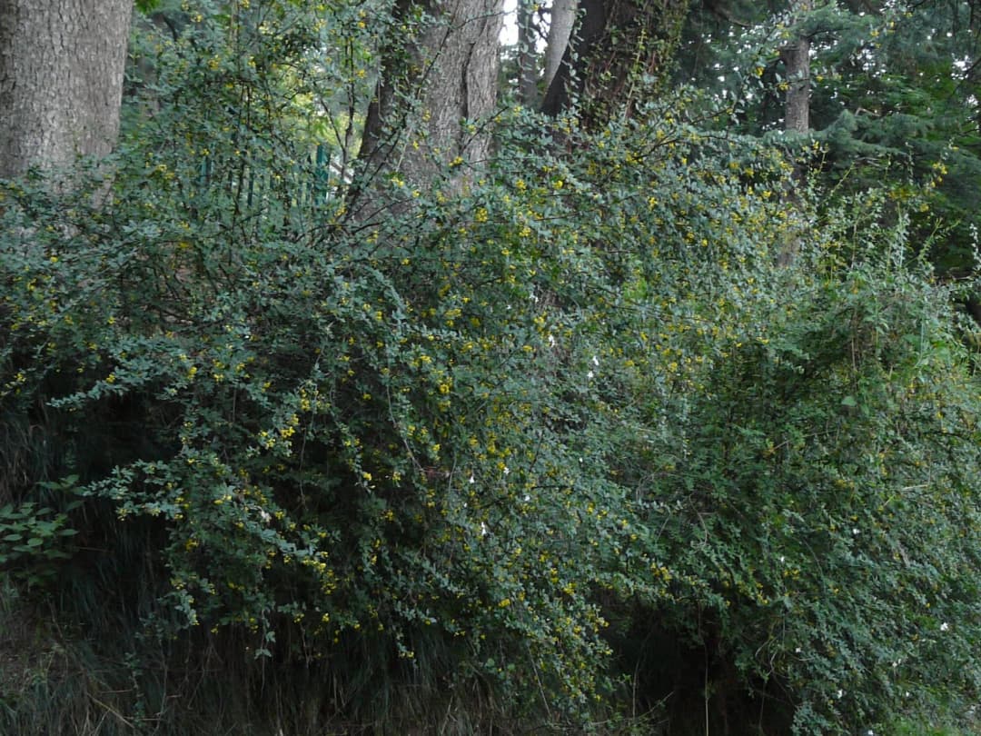 Berberis buxifolia - Photo 9 sur 9