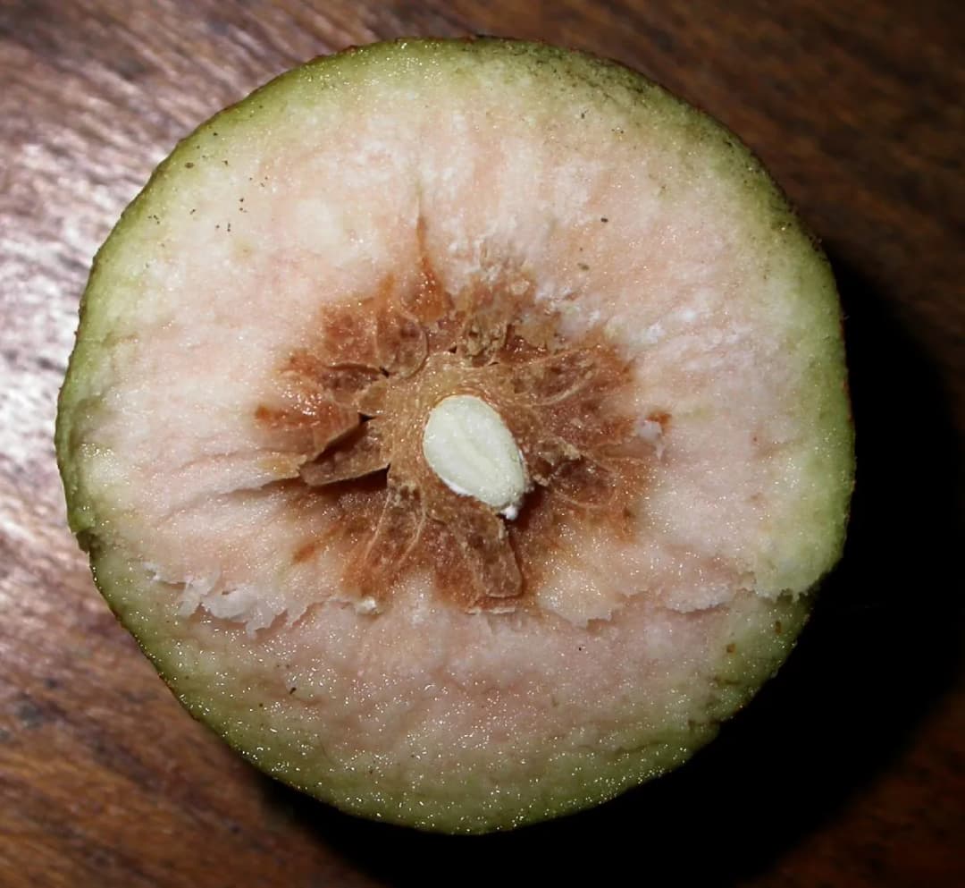 Davidia involucrata - Photo 7 sur 7