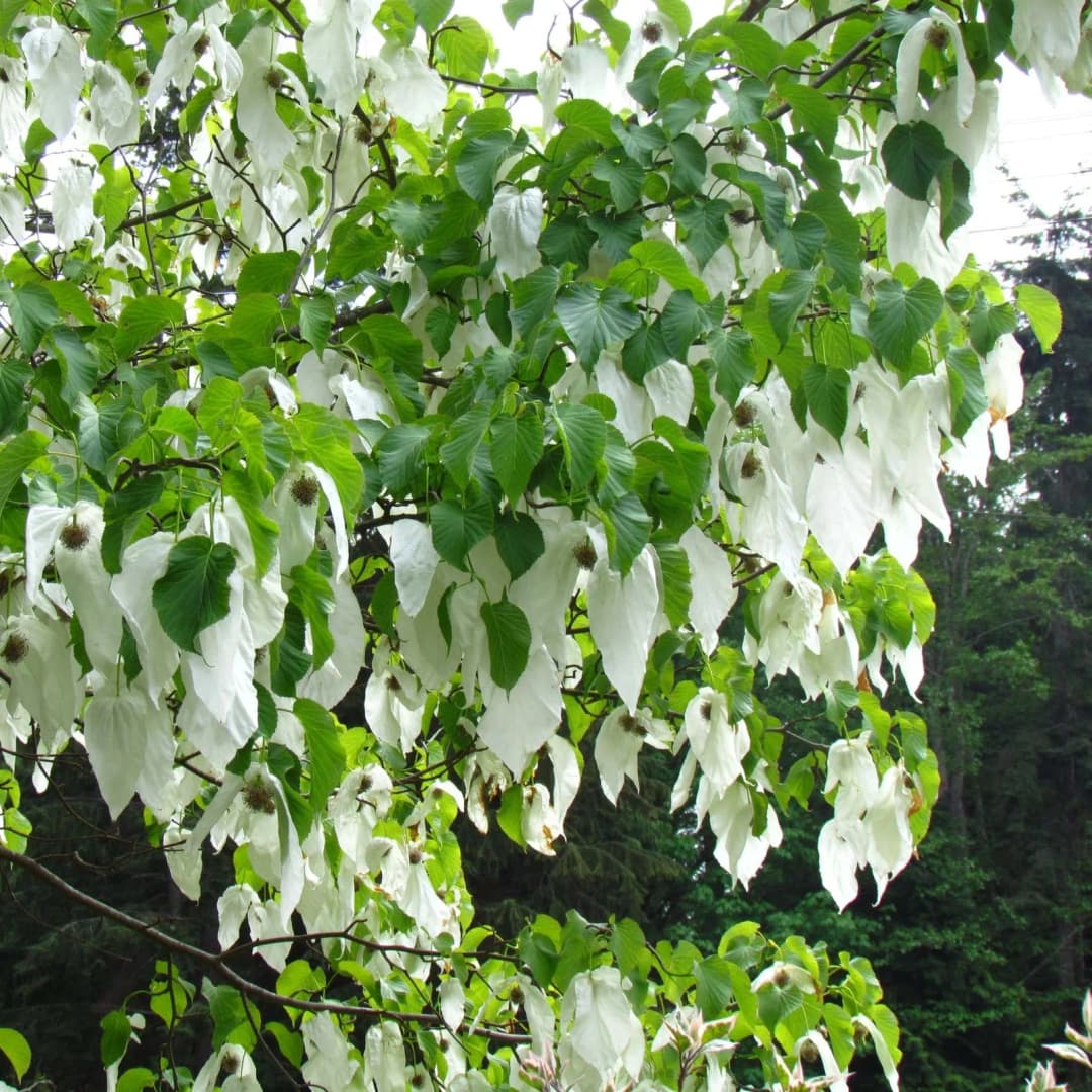 Davidia involucrata - Photo 4 sur 7