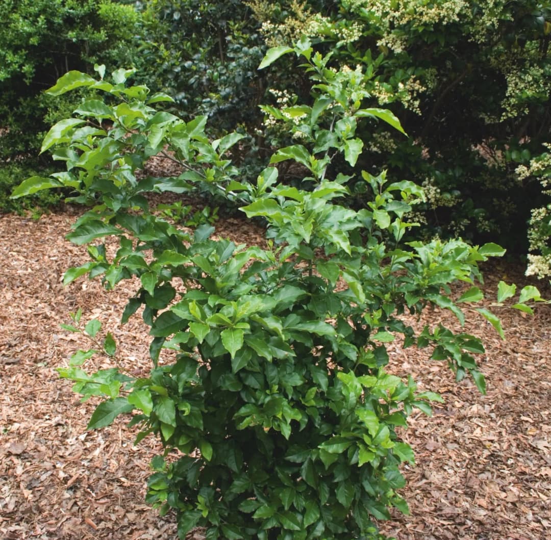 Diospyros rhombifolia - Photo 3 sur 5