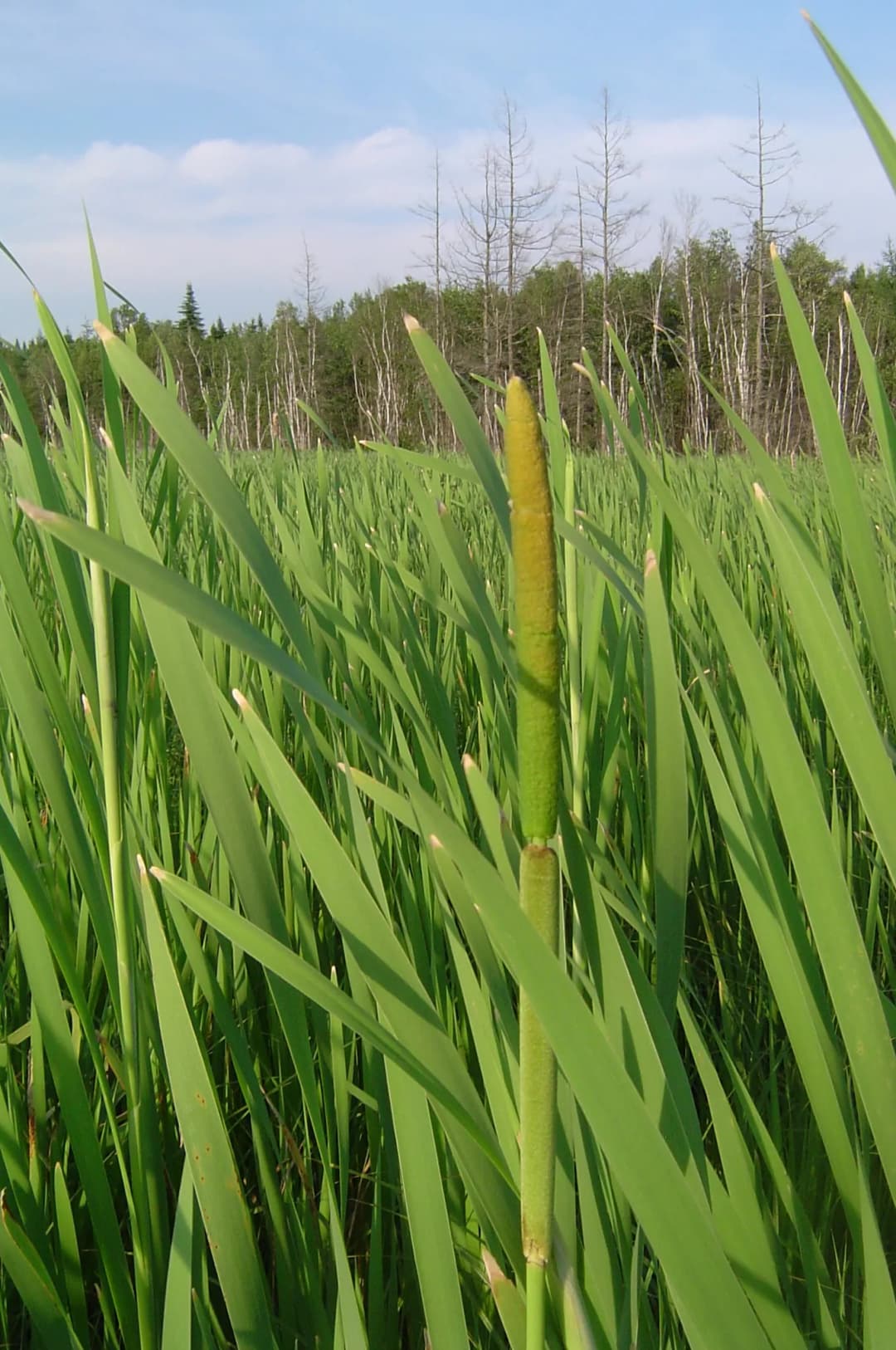 Phragmites australis - Photo 3 sur 3