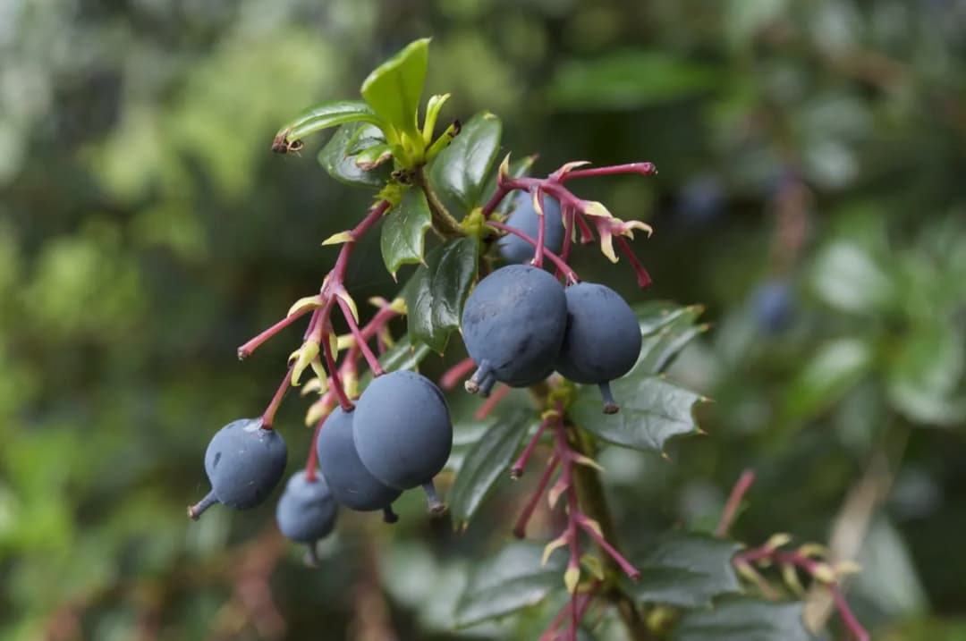 Berberis darwinii - Photo 1 sur 4