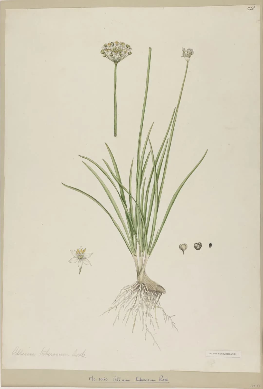 Allium tuberosum - Photo 5 sur 5