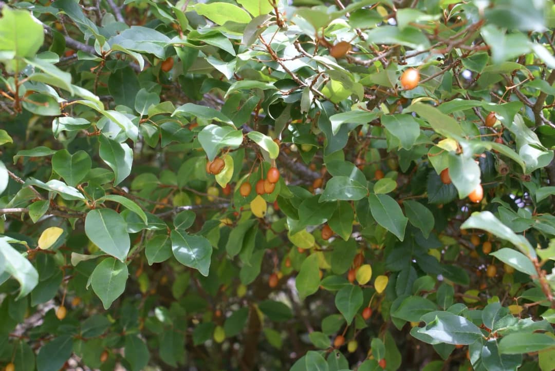 Elaeagnus multiflora - Photo 4 sur 5