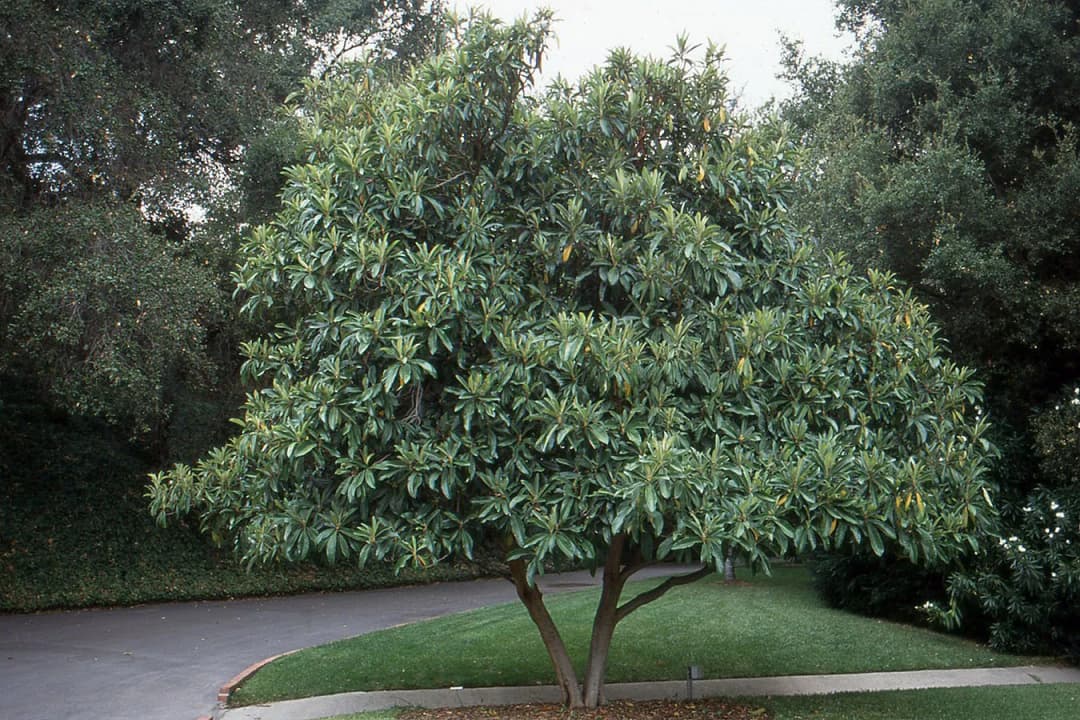 Eriobotrya japonica - Photo 3 sur 5