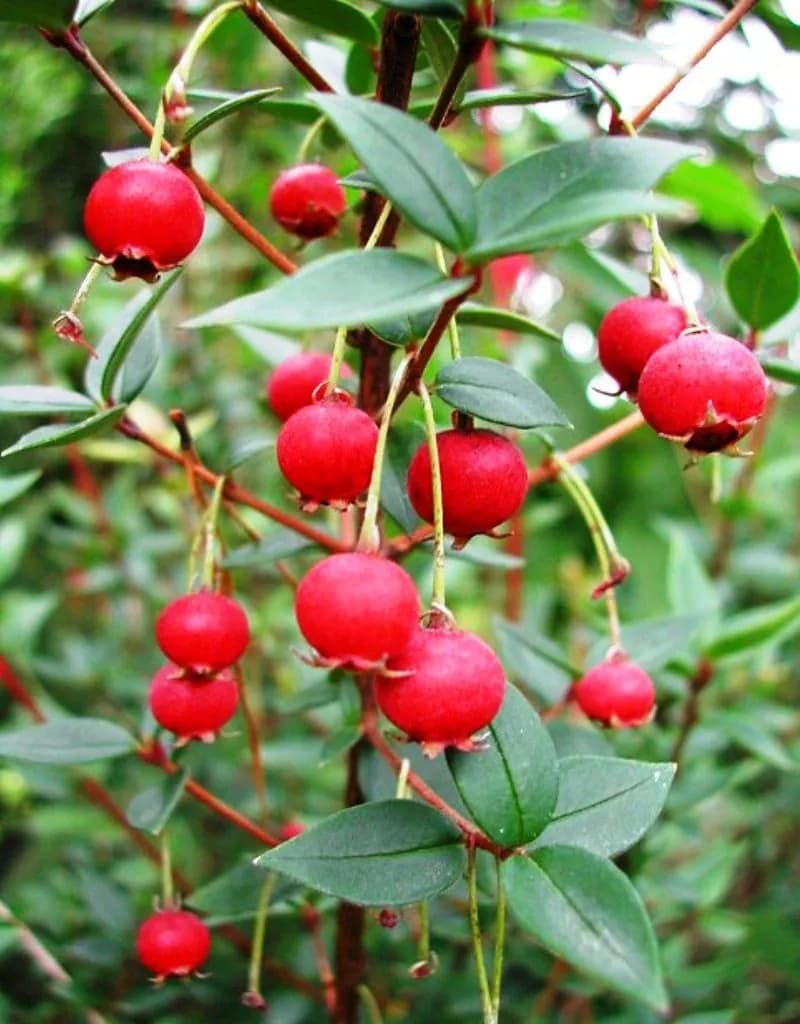 Myrtus ugni molinae - Photo 4 sur 4