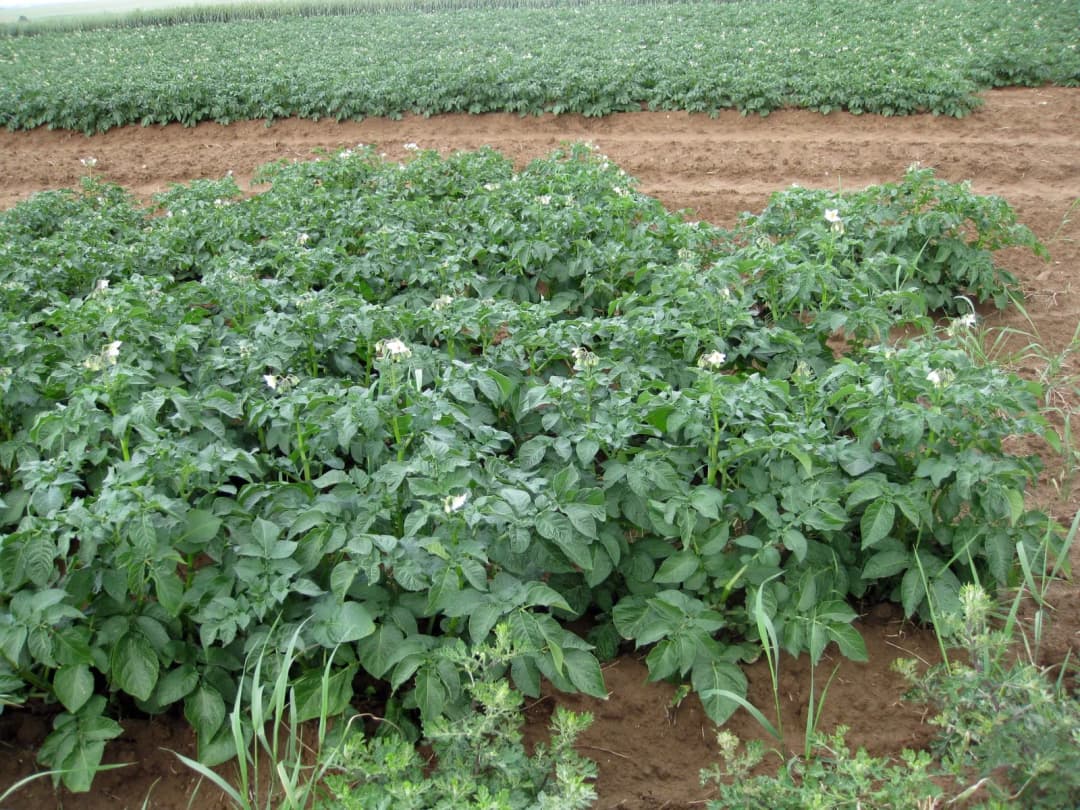 Polymnia edulis - Photo 4 sur 8