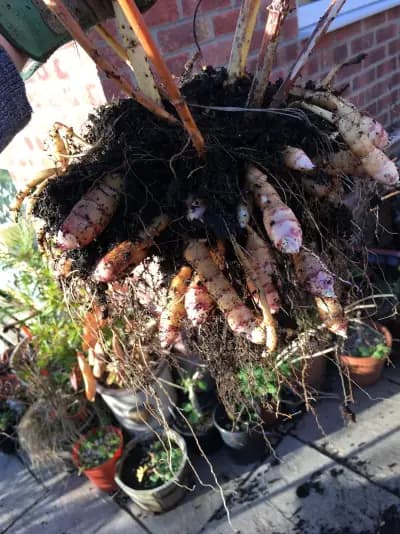 Photo de Héliantis (Helianthus strumosus), Rhizosphère