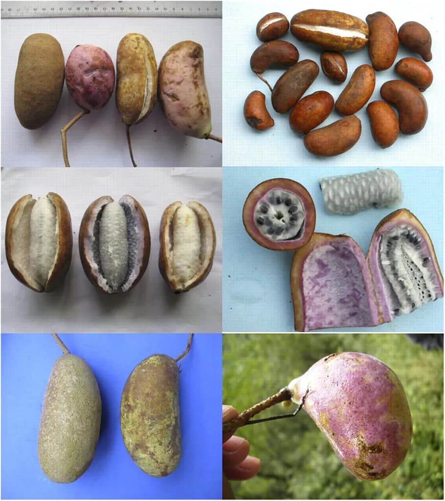 Akebia trifoliata - Photo 2 sur 4