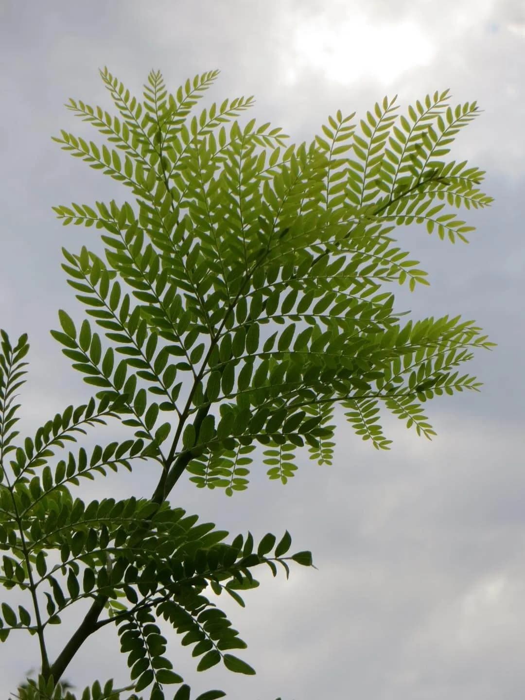 Gleditsia triacanthos - Photo 4 sur 5