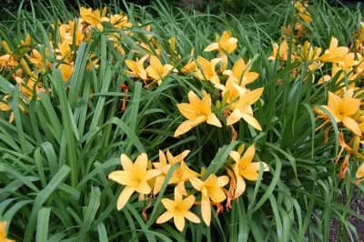 Photo de Hémérocalle de Middendorff (Hemerocallis middendorffii esculenta), Couvre-sol