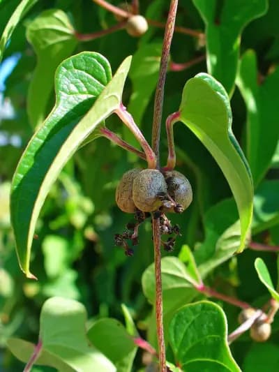 Photo de Igname de Chine (Dioscorea batatas), Grimpante