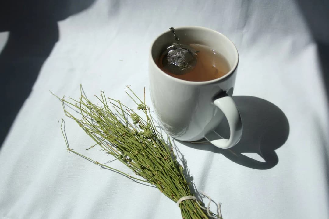 Ephedra nevadensis - Photo 7 sur 7