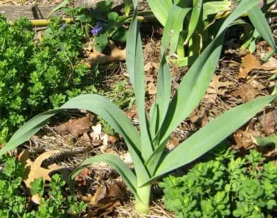 Photo de Poireau perpétuel (Allium ampeloprasum), Couvre-sol