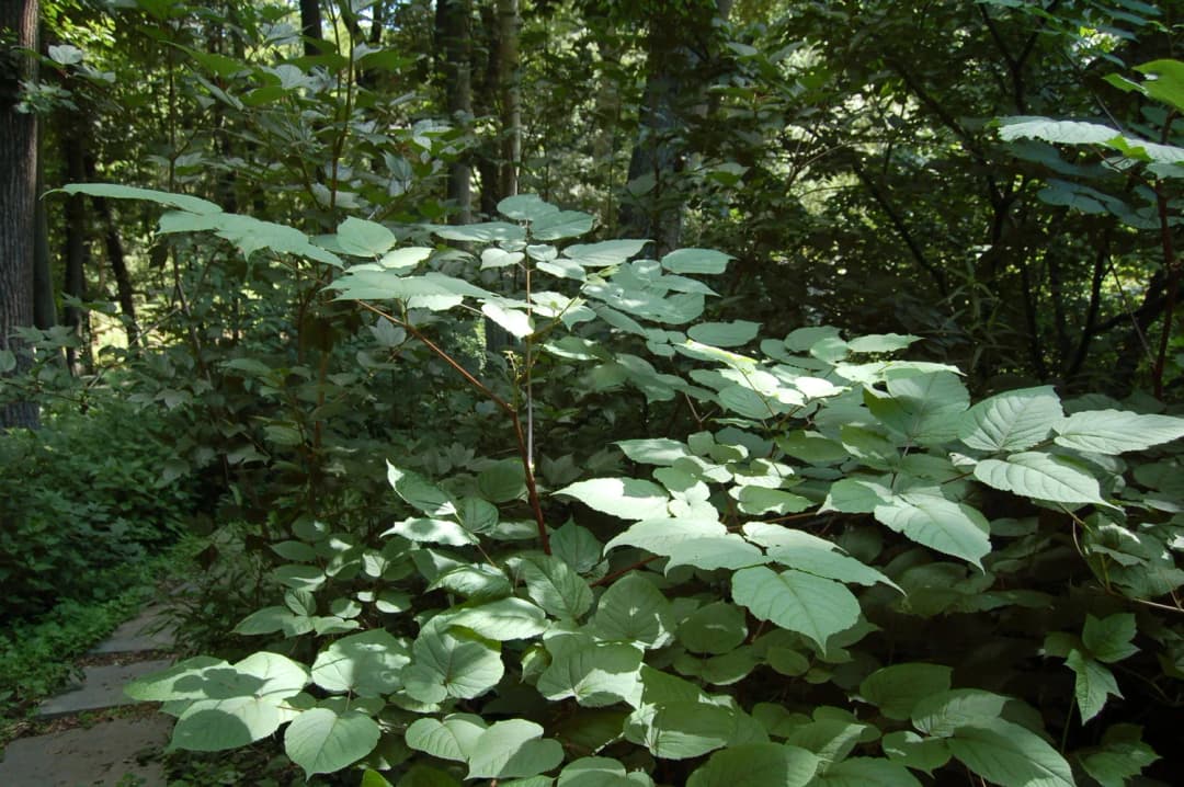 Aralia racemosa - Photo 5 sur 6