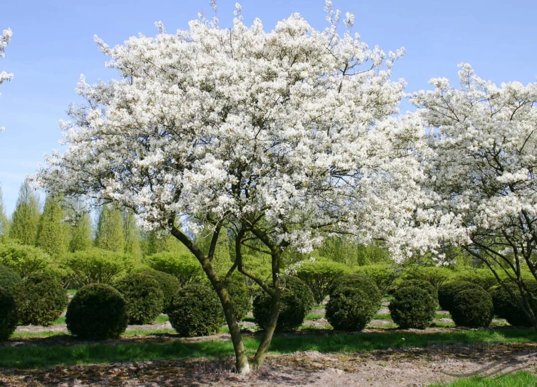 Amelanchier lamarckii 'Ballerina' - Photo 4 sur 7