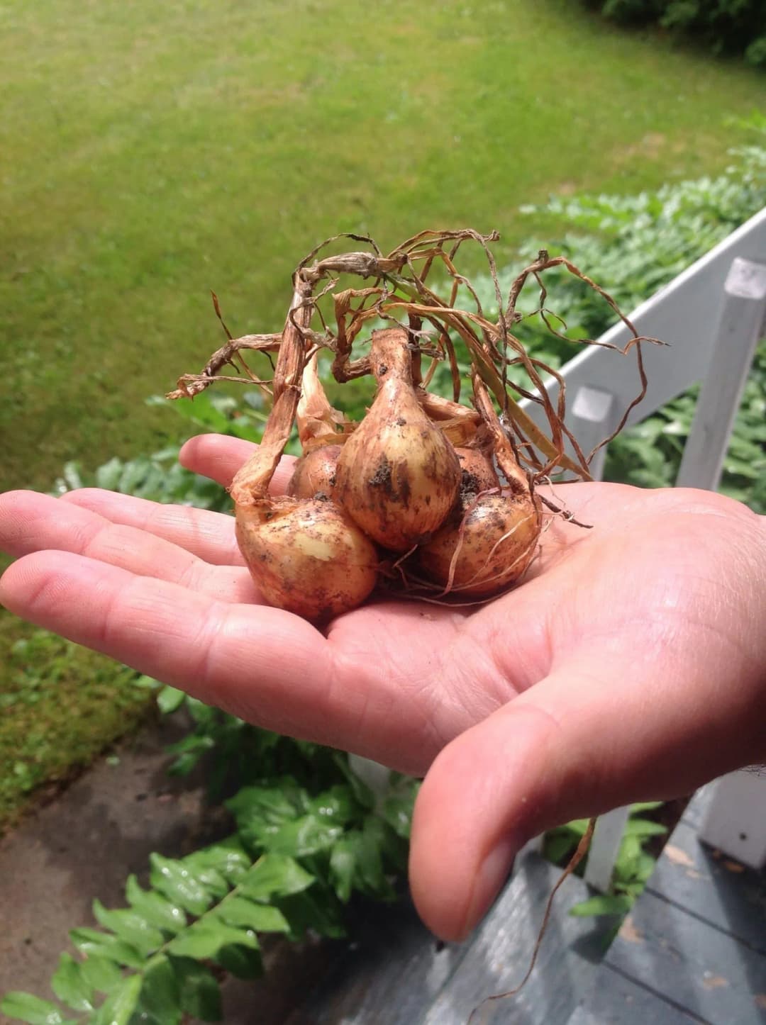 Allium cepa ascalonicum - Photo 1 sur 2