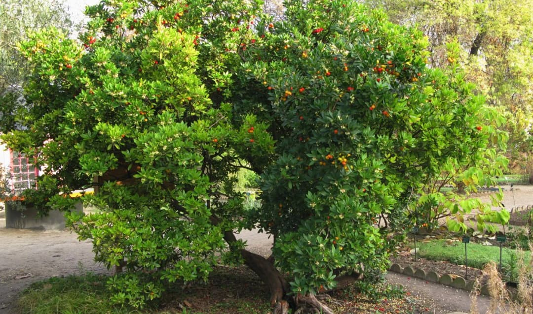 Arbutus unedo - Photo 6 sur 6