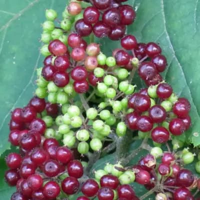 Photo de Aralie (Aralia racemosa), Arbuste