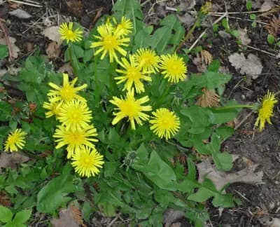 Photo de Pissenlit (Taraxacum officinale), Couvre-sol