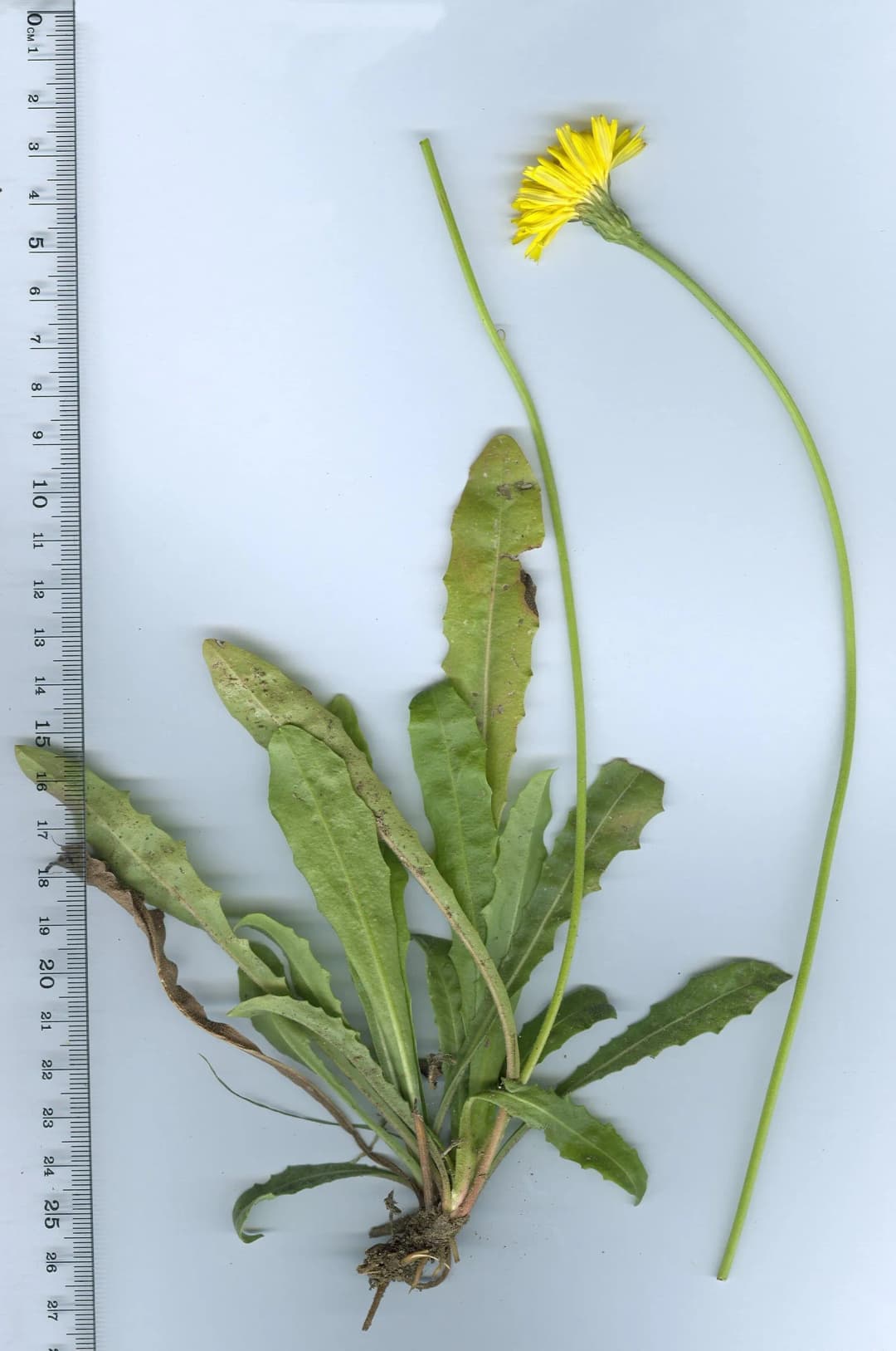 Leontodon hispidus - Photo 5 sur 7