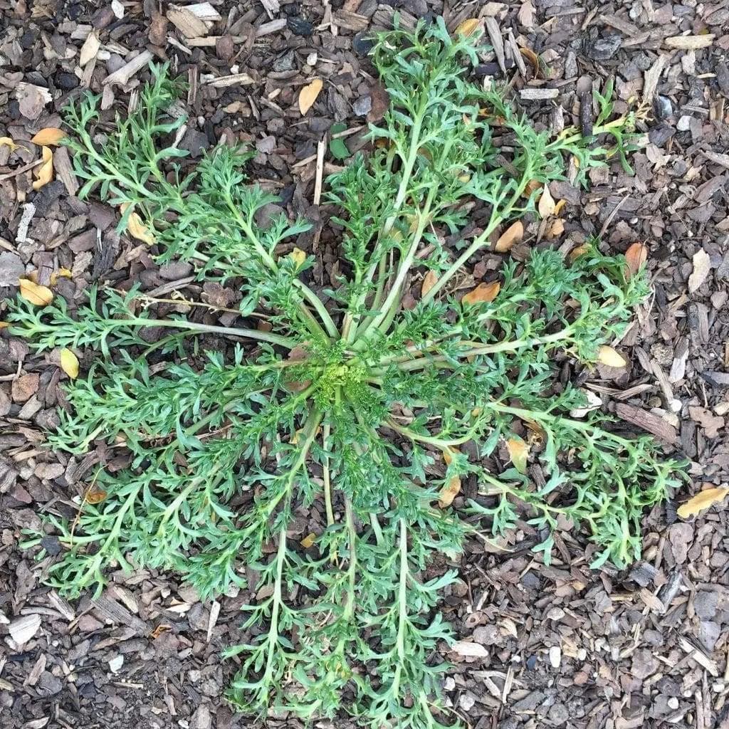 Lepidium meyenii - Photo 3 sur 3