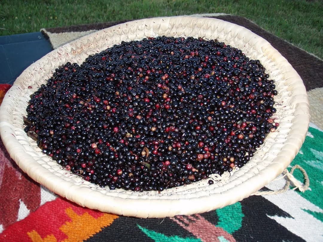 Aristotelia chilensis - Photo 2 sur 6