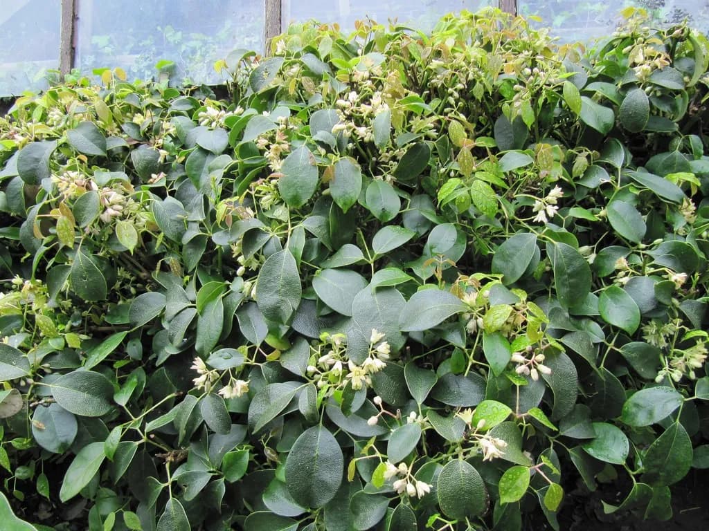 Holboellia latifolia - Photo 2 sur 5