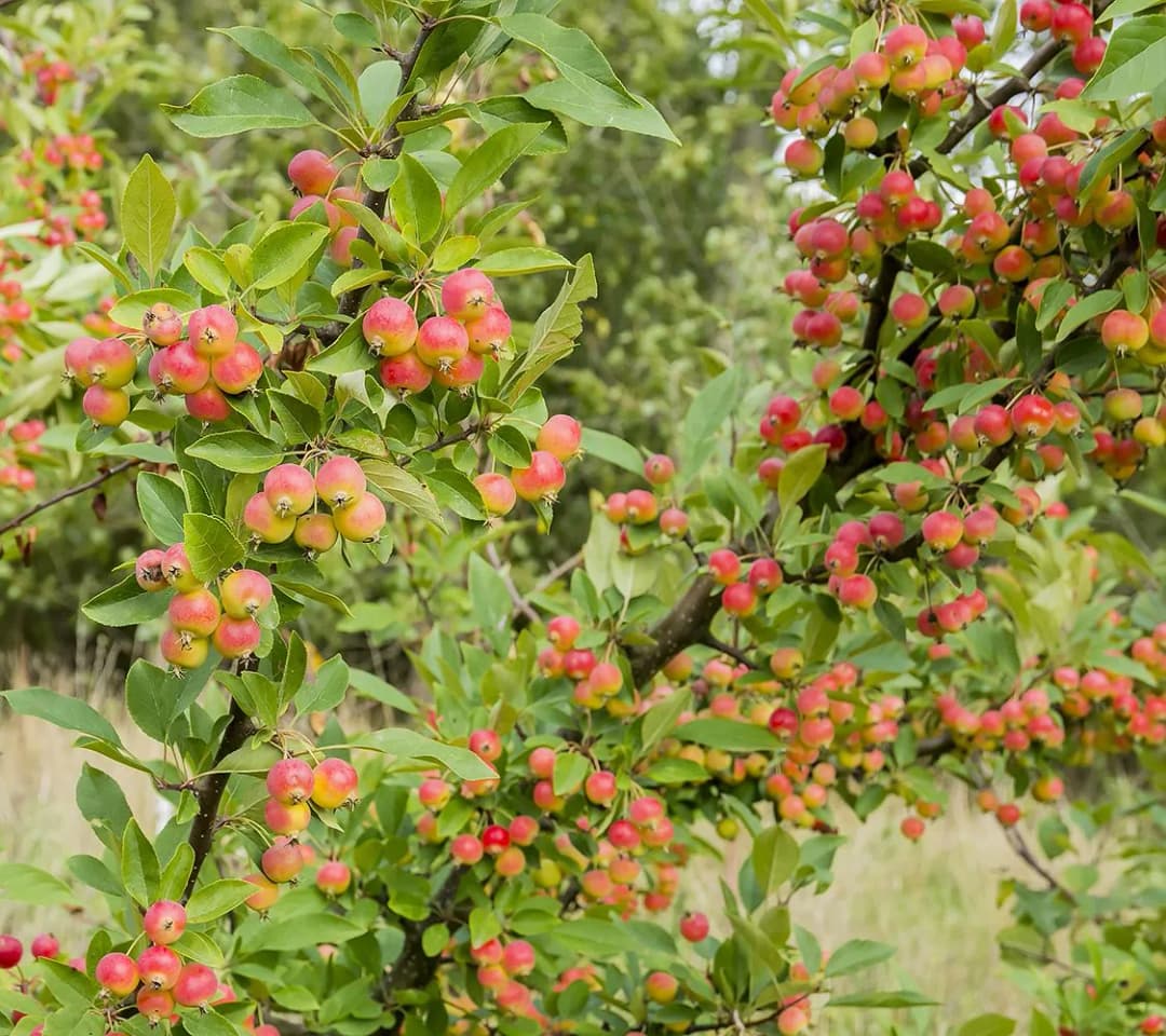 Malus sieversii - Photo 3 sur 5