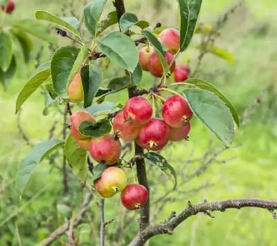 Photo de Pommier sauvage (Malus sieversii), Canopée