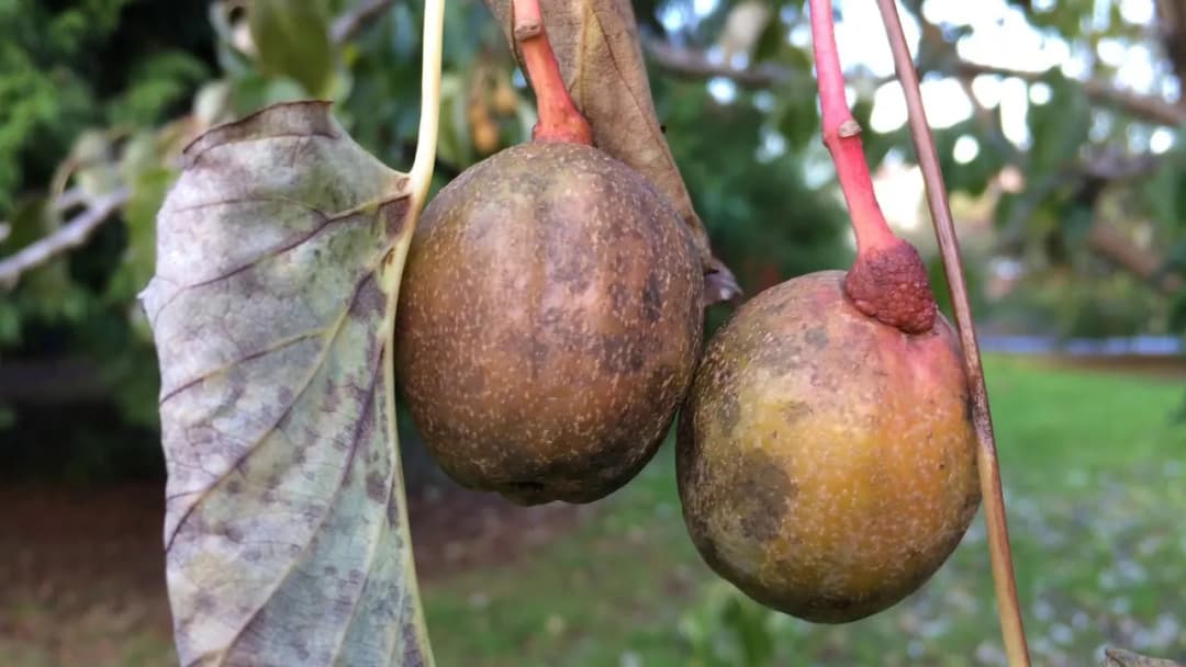 Davidia involucrata - Photo 6 sur 7