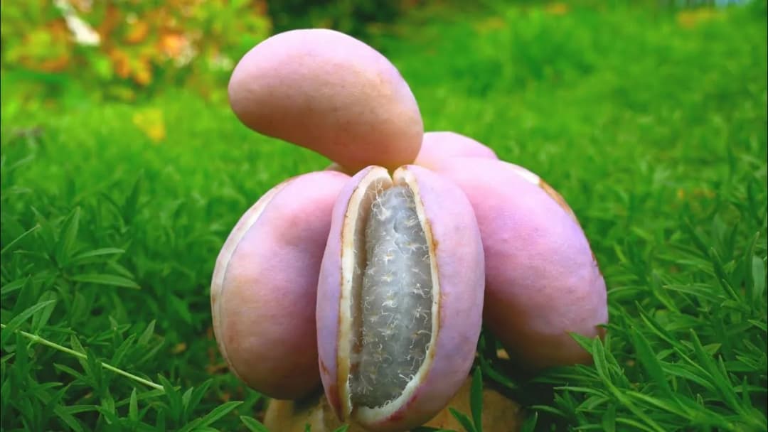 Akebia quinata - Photo 4 sur 6