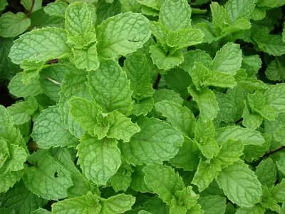 Photo de Menthe (Mentha spicata), Couvre-sol