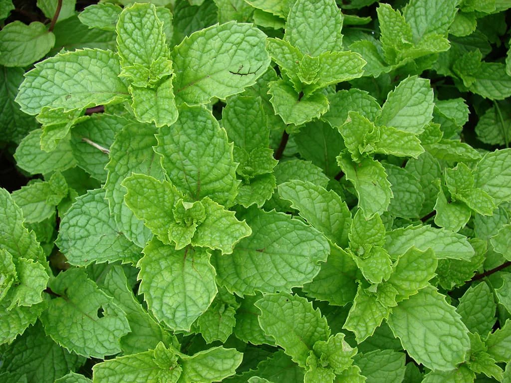 Mentha spicata - Photo 1 sur 5