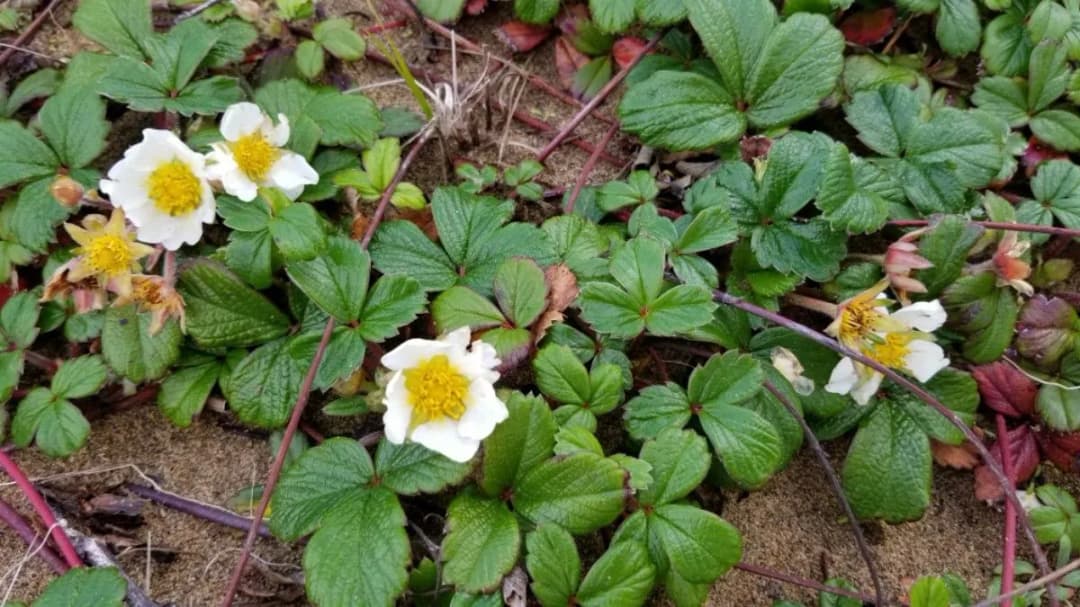Fragaria chiloensis - Photo 4 sur 5
