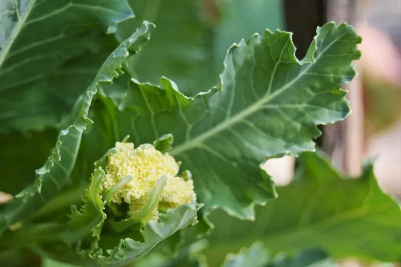 Brassica oleracea botrytis aparagoides - Photo 3 sur 6