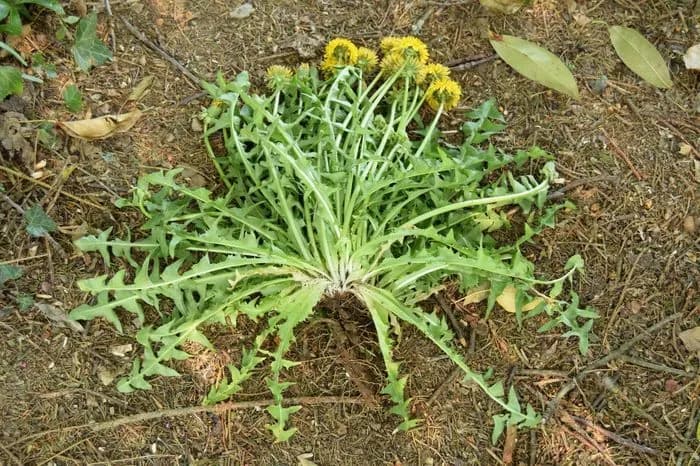 Taraxacum officinale - Photo 2 sur 4