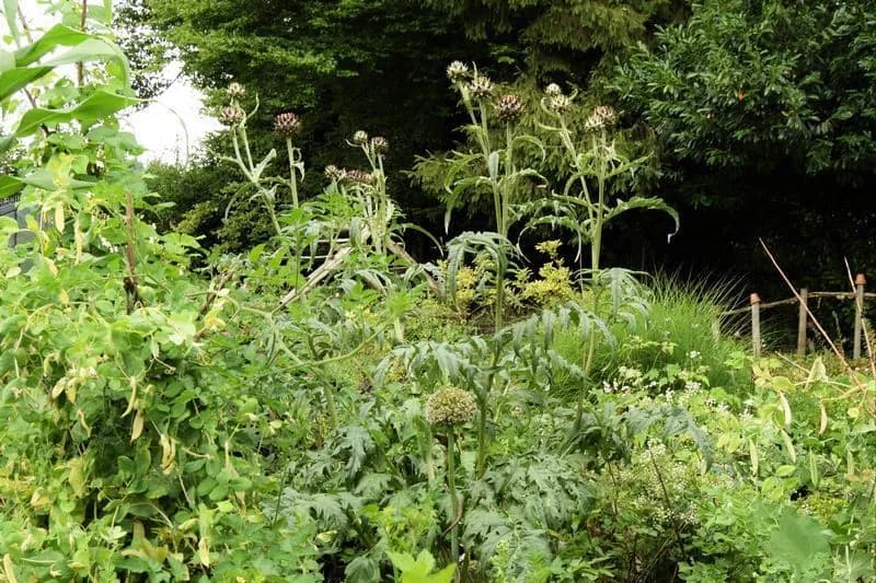 Cynara cardunculus - Photo 12 sur 12