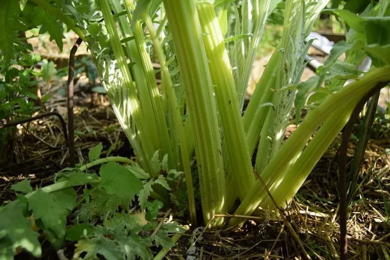 Cynara cardunculus - Photo 3 sur 12