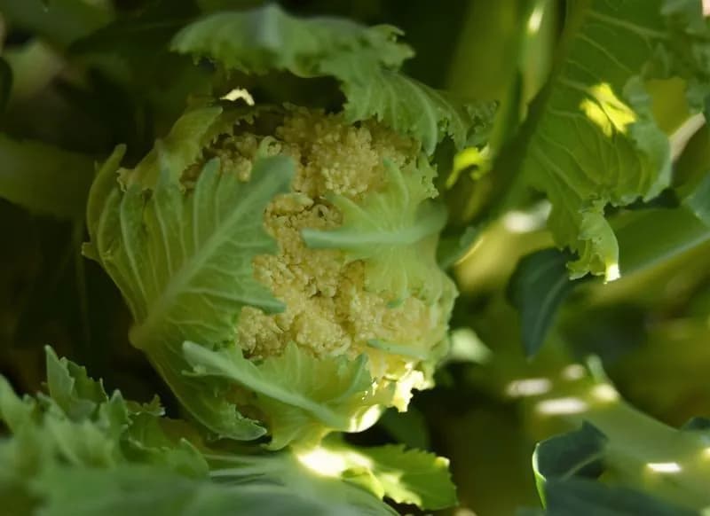 Brassica oleracea botrytis aparagoides - Photo 6 sur 6